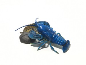 Rare Kaiyodo Natural Monuments Japanese Blue Crayfish Lobster Sp Figure Ebay
