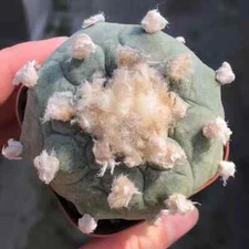 4-5cm 1PCS L.W Astrophytum Beautiful Garden Outdoor Rare Planting L.W