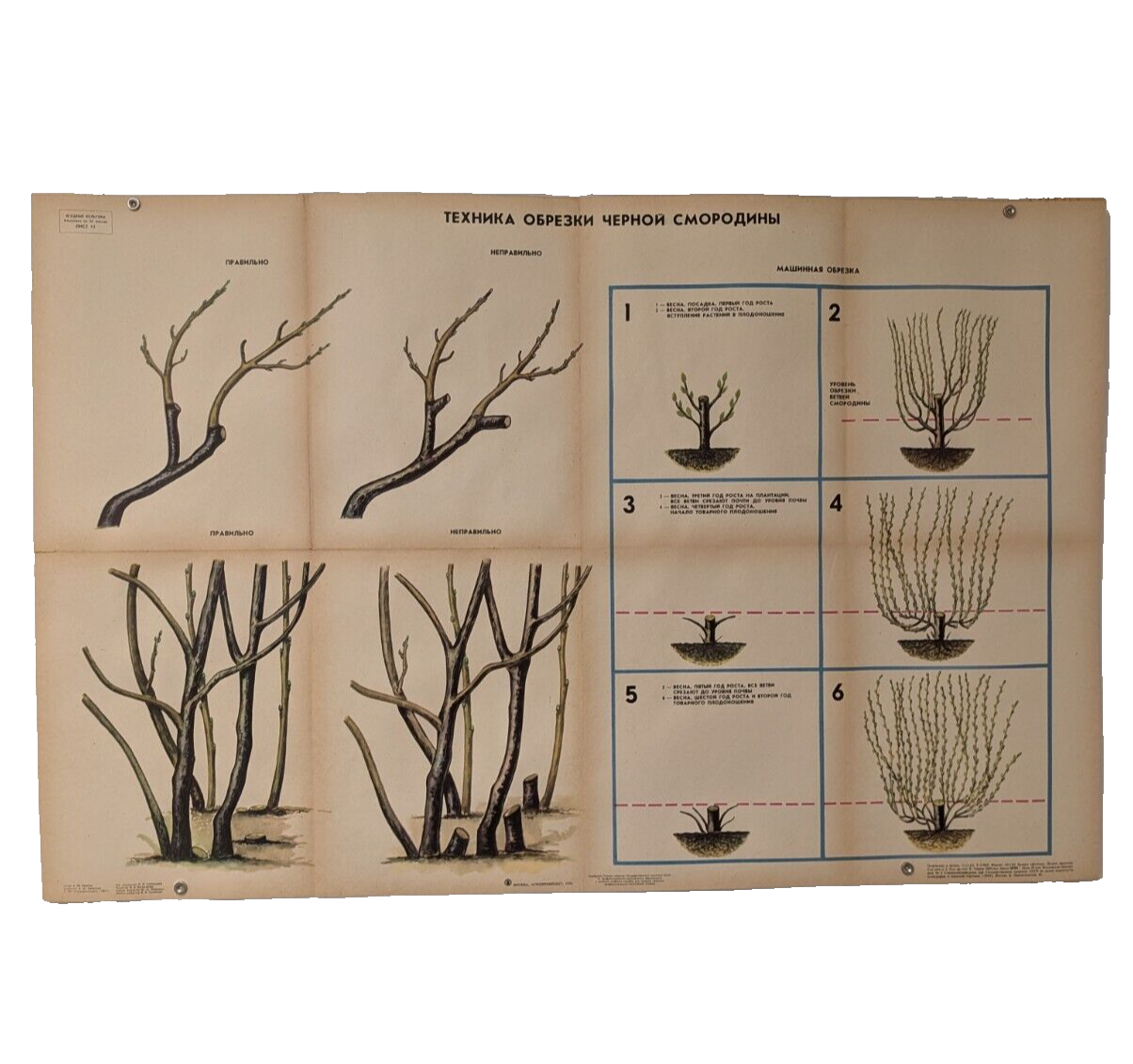 🌻 Plant Vintage Poster 1985 🌿 Soviet Boho Style 🌳 pruning blackcurrant