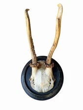 Roe Deer Trophy Black Forest Antlers rd75