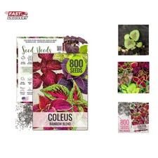 Coleus Seeds for Planting Rainbow Painted Nettle - Heirloom  Open Pollinated...
