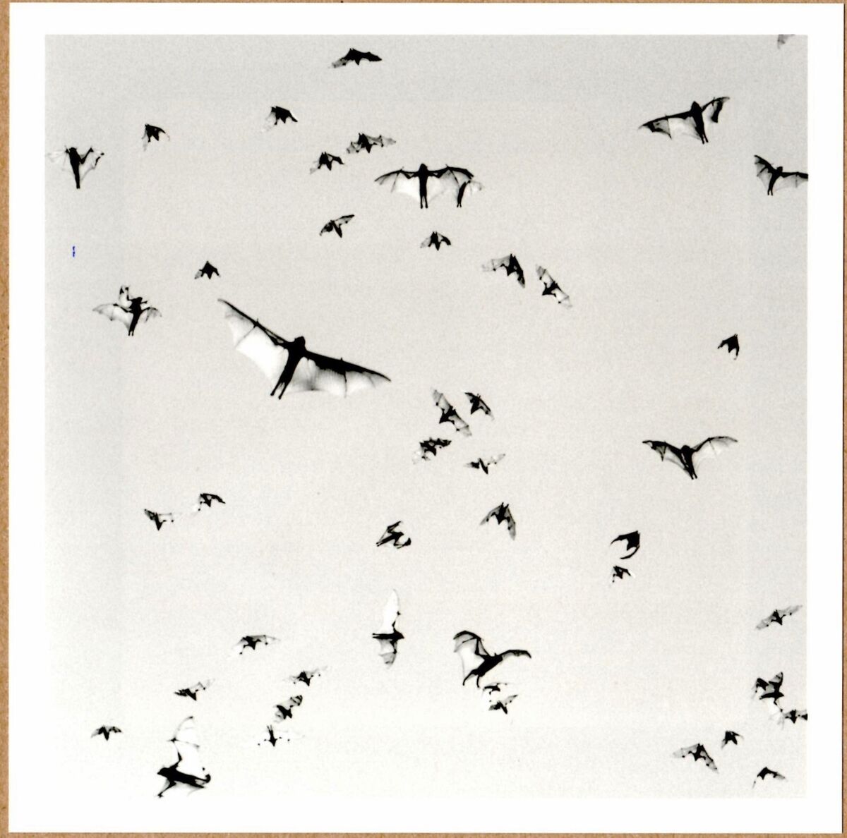 SIGNED - TRENT PARKE FLYING FOXES, MINUTES TO MIDNIGHT, 2004