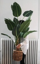 plante artificielle - EVA