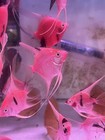 2 Red Devil Angelfish TANK BRED!! HIGH QUALITY! SUPER RED! Quarter+ Size Body