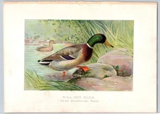 1898 Male Mallard Duck John L Ridgway Chromolithographed Bird Print