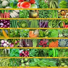 45 Varieties of Vegetable Seeds 2665+ High Germination Seeds For Your Garden