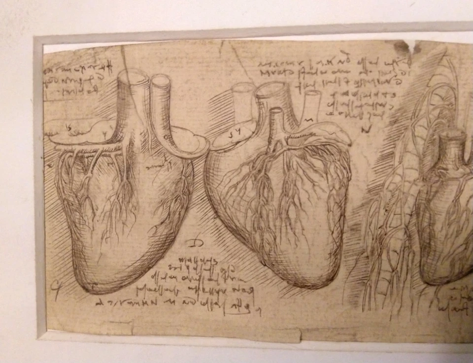 РЕДКИЙ анатомический этюд из Кодекса Леонардо МУЗЕЙНОЕ КАЧЕСТВО ОРИГИНАЛ - Изображение 3 из 4
