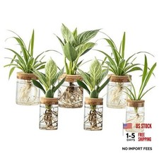 Plant Propagation Station,Hydroponic Glass Container Vase 2 Sizes Planter