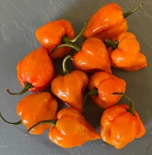 20x Pumpkin Habanero Super Hot | Non-GMO Organic Hot Pepper Seeds | FREE SHIP