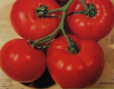 25 Tomato Seeds Tomato Bush Best Boy F1 Hybrid Slicing Tomato