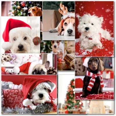 Doodlecards Pack of 10 Christmas Cards Dog Dogs Puppies