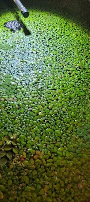 Live Duckweed Floating Aquarium Plant - Tropical, Beginner Friendly