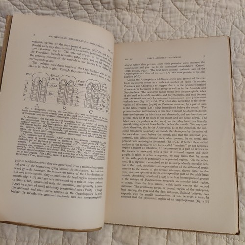 Rare 1936 Insect Abdomen Morphology pt 3 Smithsonian Publication 3396 Volume 95 - Bild 18 von 24