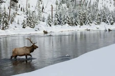 Bull Elk Crossing River by Ken Archer Fine Art Print Wildlife Stream Snow 18x26