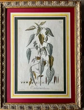 Antique Christoph Jakob Trew Hand Colored Engraving 18th C J.C Keller Tab IV