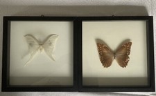 2 Schmetterlinge hinter Glas echt Holzrahmen 24x24 cm schwarz Actias u. Papilio