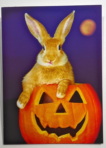 Avanti Halloween Greeting Card - Happy Halloween - Picture 39 of 71