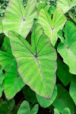 Blue Hawaii Elephant Ear Bulbs for Planting - Grow Stunning Colocasia Esculenta