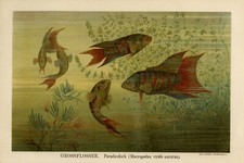 Antiker Druck - Paradiessfisch - Macropodus viridi - Auratus - Grossflosser - Meyers - 1895