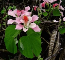 5+ Pink Hong Kong Orchid Tree Seeds FL-Grown Rare Beauty  (Bauhinia monandra)