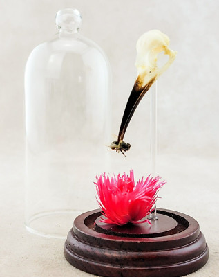y62b Bee Eater Bird Skull glass dome display oddities curiosity collectible gift
