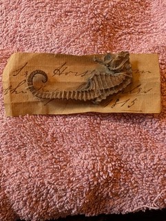 Seahorse (Fossil/Body)