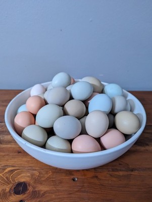 Rainbow Chicken Hatching Eggs (12) - Healthy Flock - Fertile - Priority Shipping