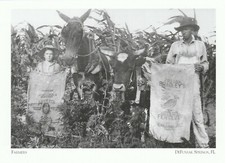 *Postcard-"Farmers/Father & Son" w/Mule & Ox- *DeFuniak Springs, FL {G35}-