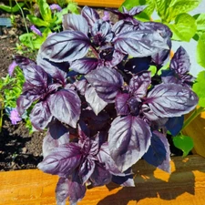 Dark Opal Basil Seeds, NON-GMO, Purple Basil, Herb Seeds, 150 Purple Basil Seeds
