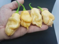 Pink Scorpion Blush JS Super Hot Pepper Seeds 💥NEW RELEASE💥 Organic -Tracking-