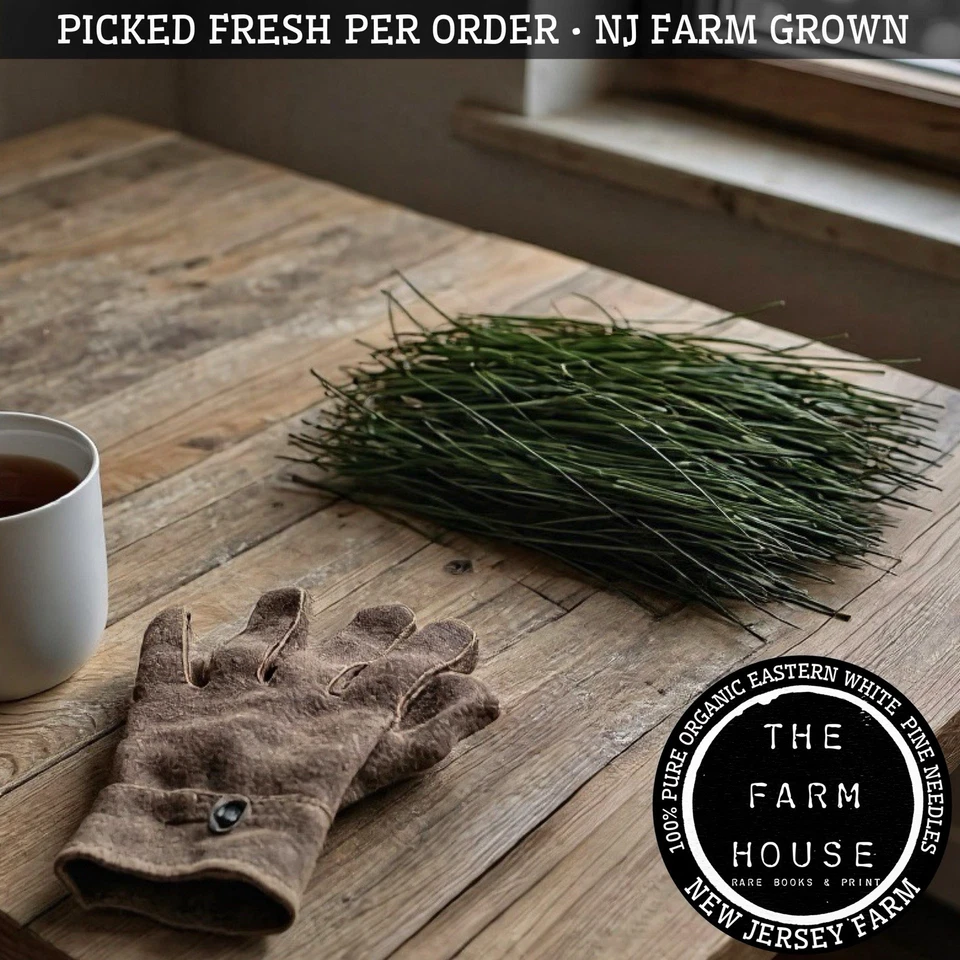 1 POUND EASTERN WHITE PINE NEEDLES - PICKED FRESH PER ORDER - ORGANIC - NJ FARM - Image 3 of 3
