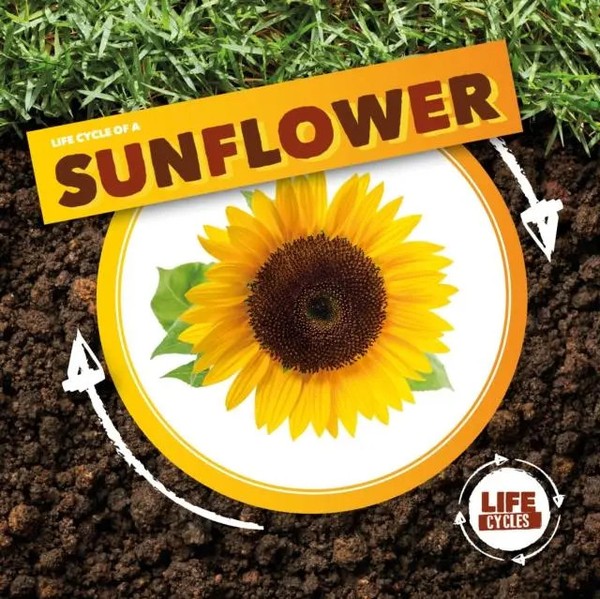 Kirsty Holmes | Life Cycle of A Sunflower | Buch | Englisch (2021) | Gebunden-image