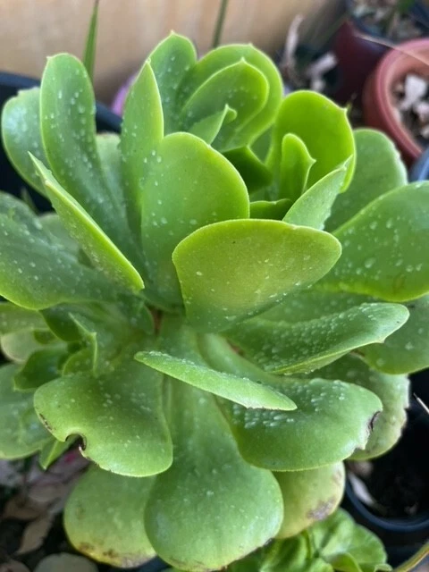 Aeonium arboreum-tree Aeonium - Image 3 of 4