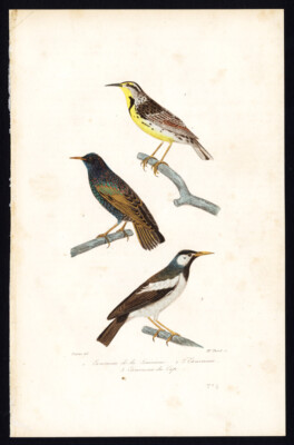 Antiker Vogeldruck - Louisiana Starling - Cape Starling - Common - Thorel - 1837