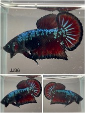 JJ36 Betta Live Fish - Male Koi Blue Avatar HMPK - High Quality A
