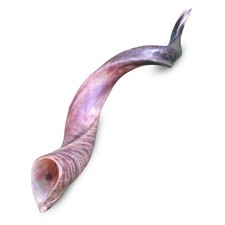 Half polished natual Judaica Kosher 30-32 Inch Yemenite Kudu Shofar horn Israel