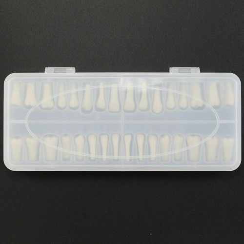 Dental Typodont Replacement Teeth Compatible Columbia 860 Model 32 Pcs Screw-in - Picture 2 of 8