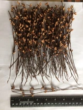 Set/50 Primitive 7" 7in TEA STAIN Pip Berry Garland Picks Craft Supplies Pips