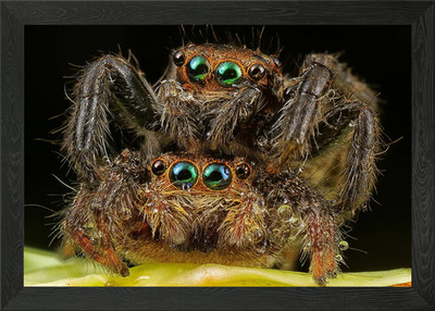 Two Jumping Spiders Macro Photograp Framed Wall Art Poster Canvas Print Picture