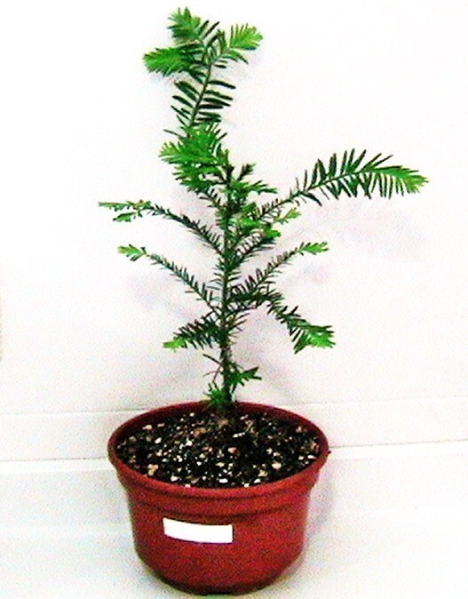 Planta Natural Sequoia Roja. Sequoia sempervirens. Exterior. 80 - 100cm