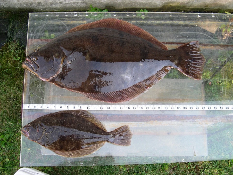 4 SEÑUELO HOLOGRÁFICO CALAMAR BRILLO PLATIJA APAREJOS GAMAKATSU LUBINA BACALAO SALMÓN Foto 3 de 4