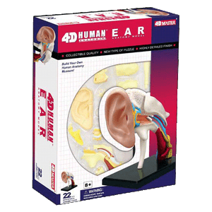 Ear-4D-Anatomy-Model