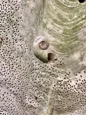 GIANT CLAM SHELL with NAUTILUS attached AMAZING DISPLAY nautical collectible