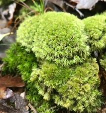 Live Moss(BULK 40 2ozCups) Assortment for Terrarium Vivarium Fairy Garden & Art