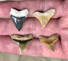 ABSOLUTELY BEAUTIFUL & GRANDLY SIZED - B. VALLEY - BULLSHARK SHARKTOOTH FOSSILS