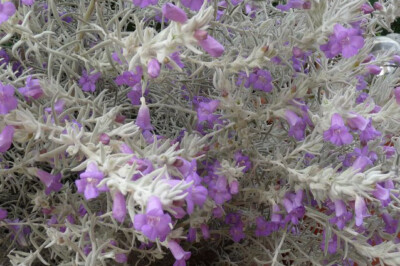 Eremophila Setosa - Pianta Da Esterno Con Fiori Viola, Vaso 18cm, Altezza 70cm