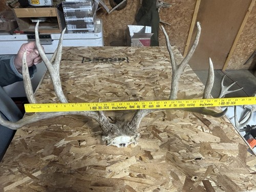 Around 170” MULE DEER RACK skin antlers whitetail sheds taxidermy | eBay