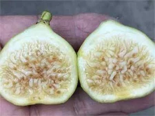 White Marseilles Cutting, At Least 3 Nodes and Over 8 Inches Long