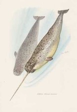 Narwal Monodon monoceros Farbdruck von 1959 Wale Cetacea Zoologie