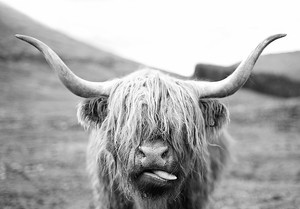 Scottish Highland Cow Wildlife Black White Quality Canvas Print